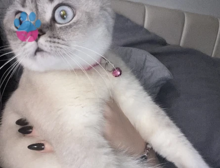 Kedime eş arıyorum