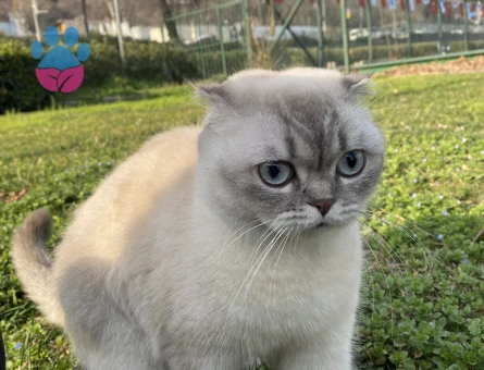 Kedime eş arıyorum