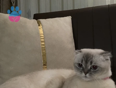 Kedime eş arıyorum