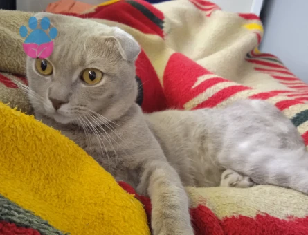 Oğlumuza kendisi gibi güzel gelin adayı arıyoruz