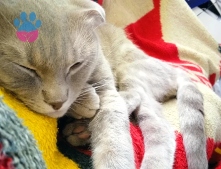 Oğlumuza kendisi gibi güzel gelin adayı arıyoruz