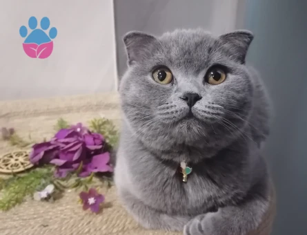 Erkek Damat ariyoruz