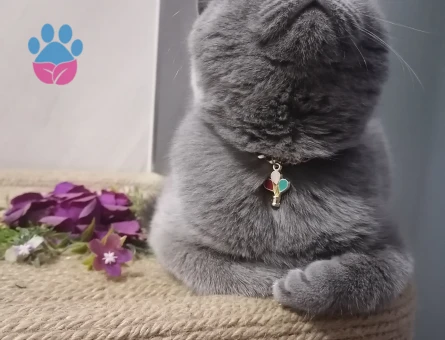 Erkek Damat ariyoruz