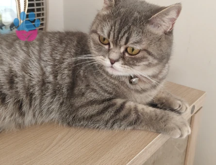 Kızım miyu ya eş arıyorum