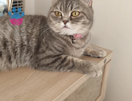 Kızım miyu ya eş arıyorum