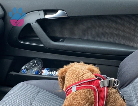 Dişi eş aramaktayım