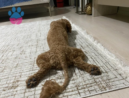 Dişi eş aramaktayım