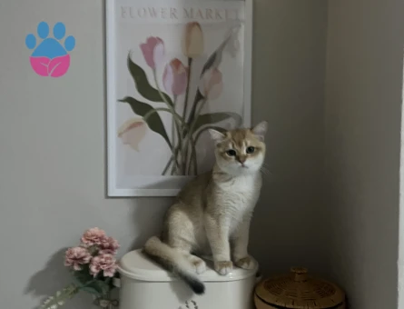 British Shorthair Golden Oğluma eş ariyorum