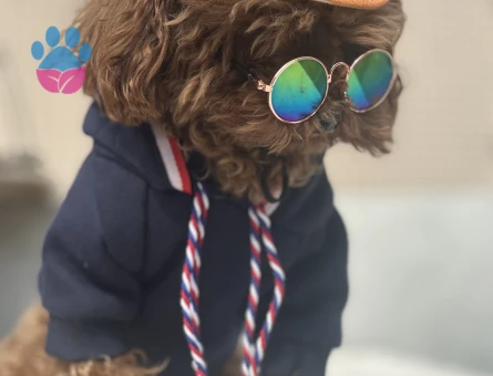 Toy Poodle Safkan Köpeğime Eş Arıyorum 1 Yaşında