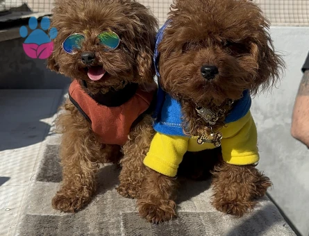 Toy Poodle Safkan Köpeğime Eş Arıyorum 1 Yaşında