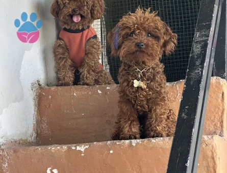 Toy Poodle Safkan Köpeğime Eş Arıyorum 1 Yaşında