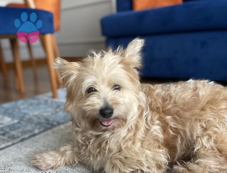 Maltipoo Köpeğime Eş Arıyorum 3 Yaşında