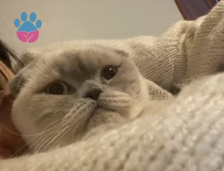 Scottish Fold 1,5 Yaşında Eş Arıyor