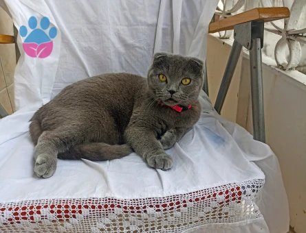 Scottish Fold 1,5 Yaşında Eş Arıyor