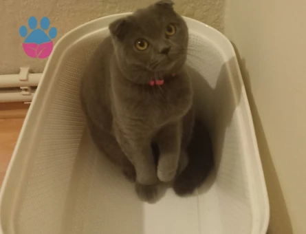 Scottish Fold 1,5 Yaşında Eş Arıyor