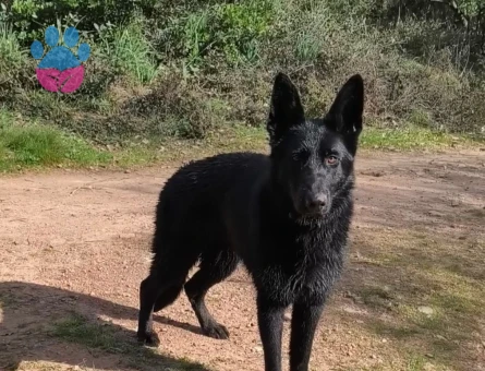 Alman Kurdu 1 Yaşında Köpeğim Eş Arıyor