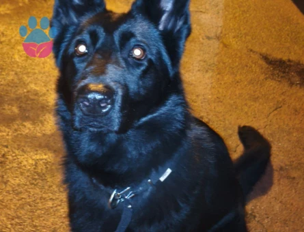 Alman Kurdu 1 Yaşında Köpeğim Eş Arıyor