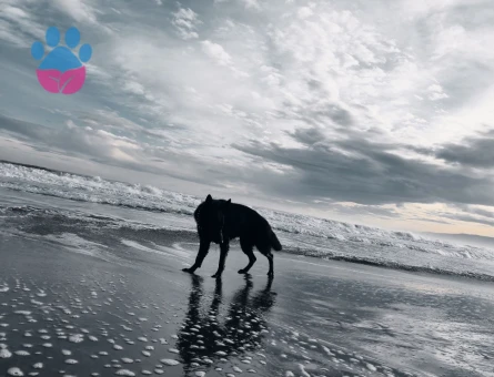 Alman Kurdu 1 Yaşında Köpeğim Eş Arıyor