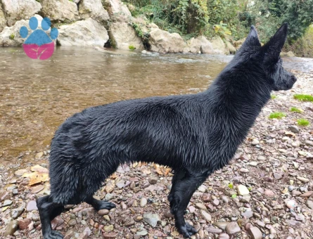 Alman Kurdu 1 Yaşında Köpeğim Eş Arıyor