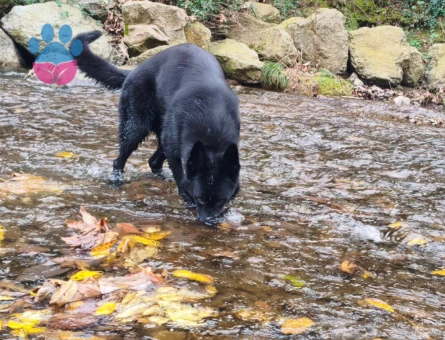 Alman Kurdu 1 Yaşında Köpeğim Eş Arıyor