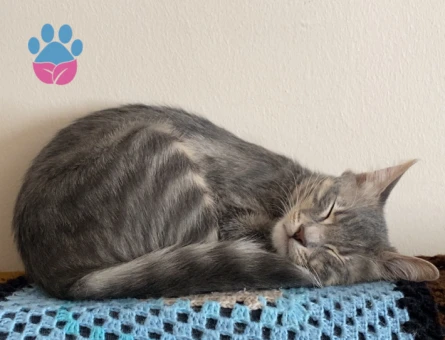 14 aylık dişi kedime eş arıyorum