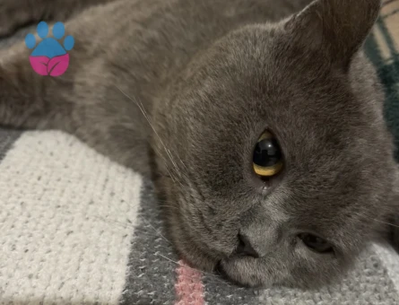 British Shorthair 2 Yaşında Kedim Eş Arıyor