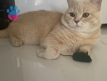 British Shorthair 1,5 Yaşında Eş Arıyor