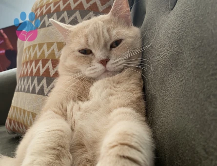 British Shorthair 1,5 Yaşında Eş Arıyor