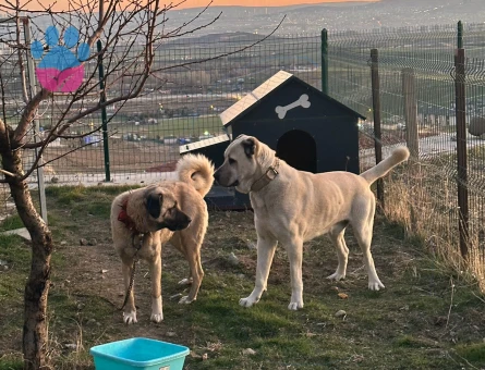 Kangal 3 Yaşında Eş Arıyor
