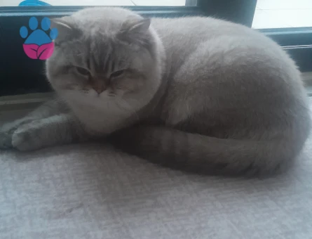British Shorthair Oğlumuza Eş Arıyoruz