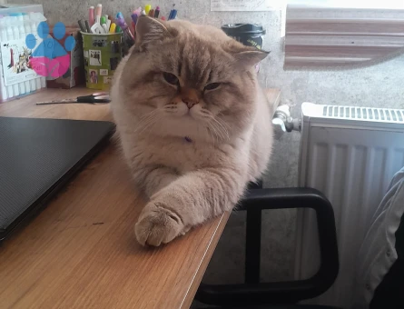 British Shorthair Oğlumuza Eş Arıyoruz