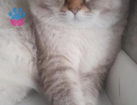 British Shorthair Oğlumuza Eş Arıyoruz