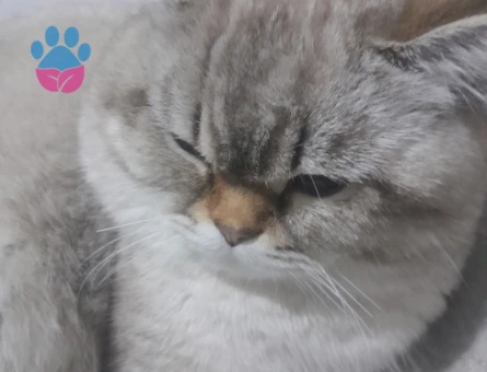 British Shorthair Oğlumuza Eş Arıyoruz