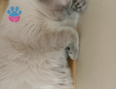 Scottish Fold Oğlumuza Prenses Arıyoruz