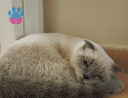 Scottish Fold Oğlumuza Prenses Arıyoruz