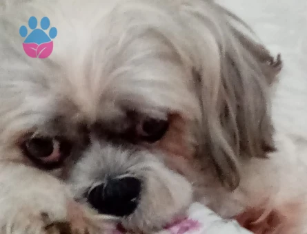 Yavrumuza eş arıyoruz sarıyer tarafı önceliğimiz