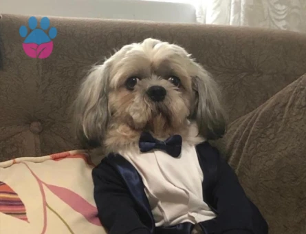 Yavrumuza eş arıyoruz sarıyer tarafı önceliğimiz