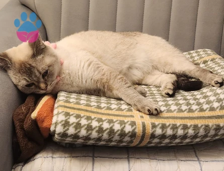 BRİTİSH SHORTHAİR KEDİME EŞ ARIYORUM