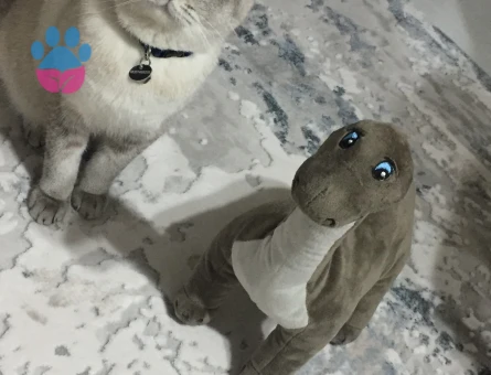 BRİTİSH SHORTHAİR KEDİME EŞ ARIYORUM