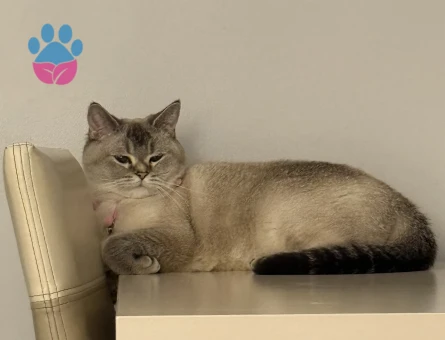 BRİTİSH SHORTHAİR KEDİME EŞ ARIYORUM