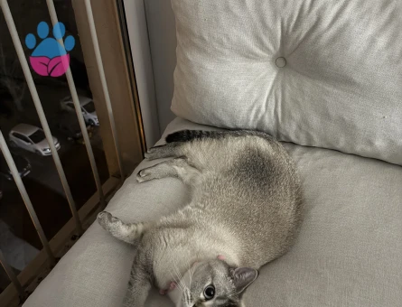 BRİTİSH SHORTHAİR KEDİME EŞ ARIYORUM