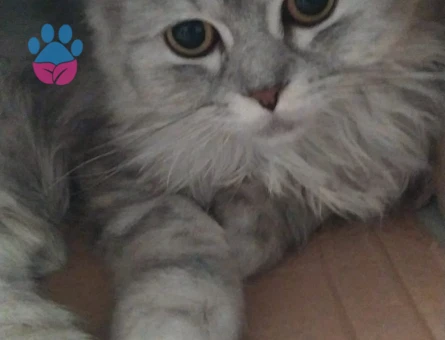 Chinchilla erkek/10 aylık