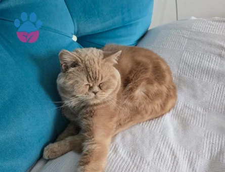 British Shorthair Oğlumuza DişiEş Arıyoruz