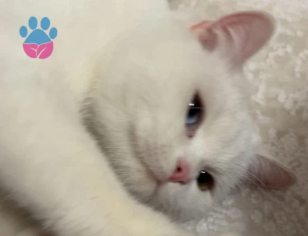 British short hair Van kırması