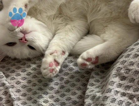 British short hair Van kırması