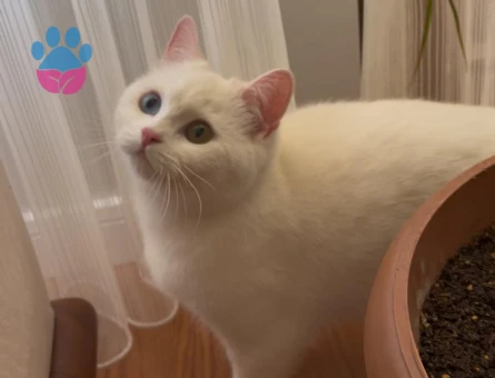 British short hair Van kırması