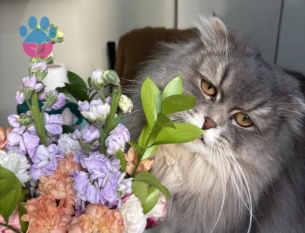 Scottish Fold 1 Yaşındakİ Oğlumuza Eş Arıyoruz