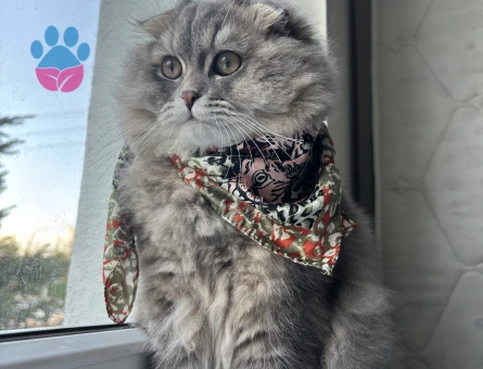 Scottish Fold 1 Yaşındakİ Oğlumuza Eş Arıyoruz