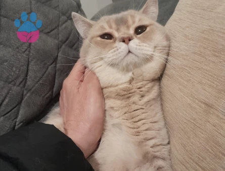 Erkek British Shorthair oğluma eş arıyoruz