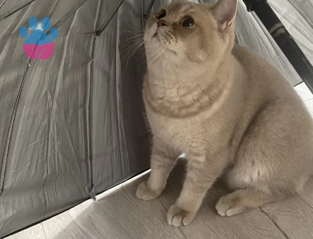 Erkek British Shorthair oğluma eş arıyoruz